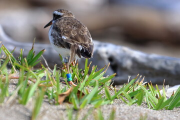 shore plover