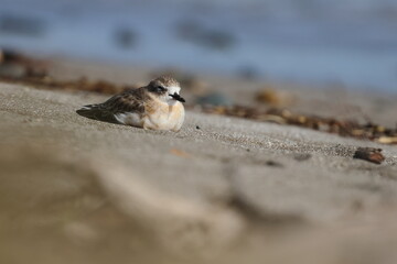 new zealand dotterel