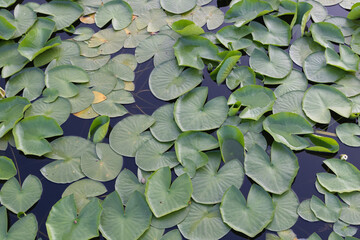 Top view of water lilies in a pond, with many large green leaves floating on the surface.