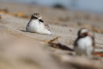 new zealand dotterel