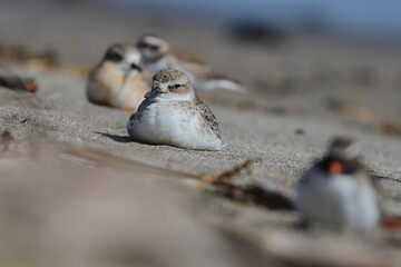 new zealand dotterel