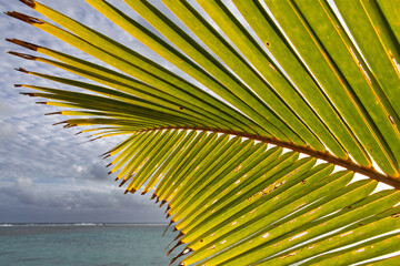 Beautiful green palm tree leaf reaching out in the sun before a tropical reef shoreline.