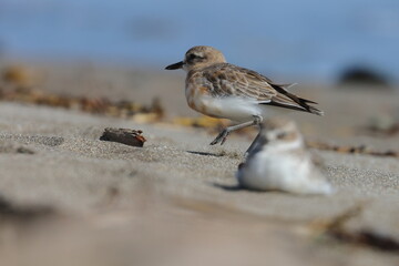 new zealand dotterel