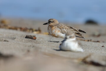 new zealand dotterel