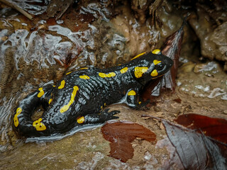 A fire salamander (Salamandra salamandra) lies still in shallow water in the Farkas-nyak Valley, surrounded by wet forest debris.