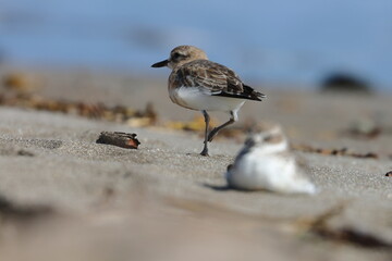 new zealand dotterel