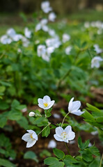 A group of Anemone nemorosa flowers bloom in a lush green forest near Ómassa, Bükk Mountains, Hungary.