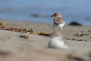 new zealand dotterel