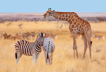 Herd of zebra grazing in the open savannah with a lone giraffe - Ethosa national park - Namibia, Africa