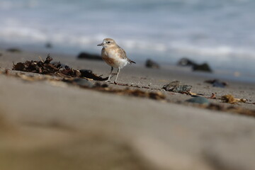 new zealand dotterel