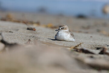 new zealand dotterel