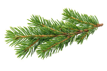 Fir Branch Isolated Fresh Green Spruce Twig Detail Evergreen Needles Black Background on transparent background