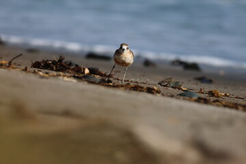 new zealand dotterel