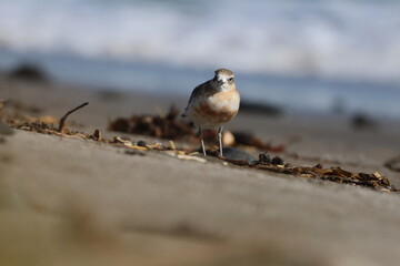 new zealand dotterel