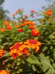 orange flowers in the garden