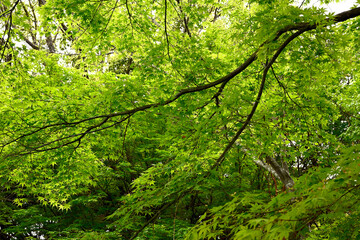 初夏の神戸離宮公園