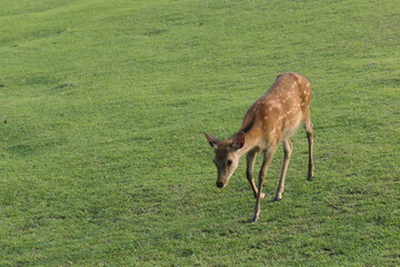 のんびりと過ごす鹿