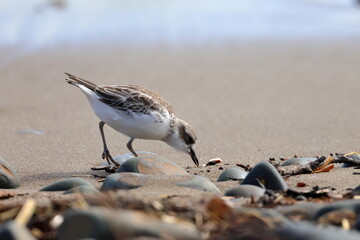 new zealand dotterel