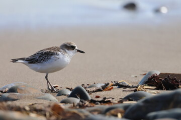 new zealand dotterel