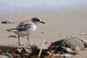 new zealand dotterel