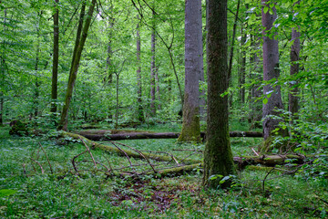 Obraz premium Late springtime deciduous forest with fresh green rich trees around