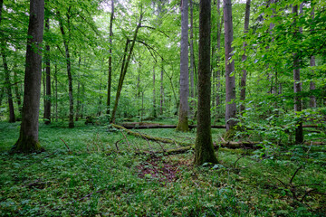 Late springtime deciduous forest with fresh green rich trees around