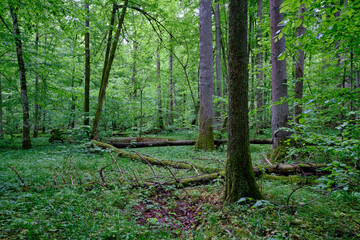 Late springtime deciduous forest with fresh green rich trees around