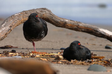 variable oystercatcher
