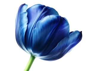  blue tulip isolated on white background PNG , AI GENERATED