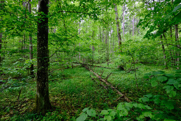 Late springtime deciduous forest with fresh green rich trees around