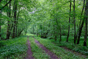 Late springtime deciduous forest with fresh green rich trees around