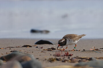 shore plover