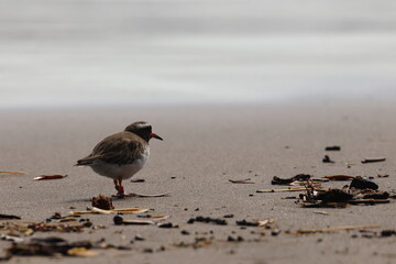 shore plover