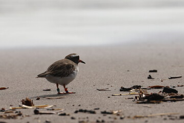 shore plover