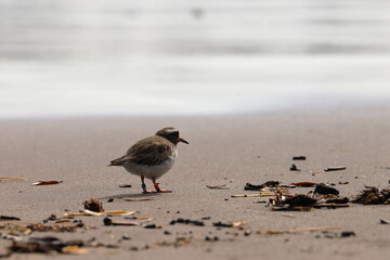 shore plover