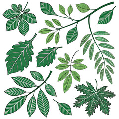 A collection of various green leaves and branches on a white background.