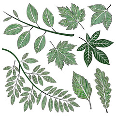 A collection of various green leaves and branches on a white background.