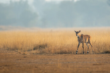 nilgai or blue bull or Boselaphus tragocamelus fawn in open grassland or grass field Largest Asian antelope in natural scenic environment in safari at forest of central india