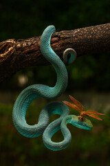 Blue white lipped pit viper and a dragonfly