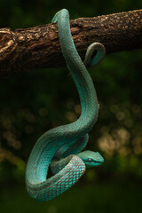 Blue white lipped pit viper and a dragonfly
