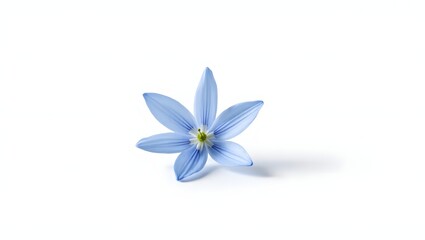 Fototapeta premium Photorealistic image of Chionodoxa flower isolated on white. Star-shaped blue blossoms with white centers and slender green leaves. Botanical macro with soft light and natural detail.