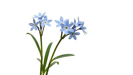 Fototapeta premium Photorealistic image of Chionodoxa plant isolated on white. Star-shaped blue blossoms with white centers and slender green leaves. Botanical macro with soft light and natural detail.