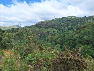 Obraz premium Bosque