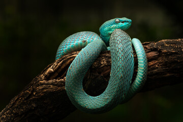 Blue white lipped pit viper and a dragonfly