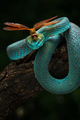 Blue white lipped pit viper and a dragonfly