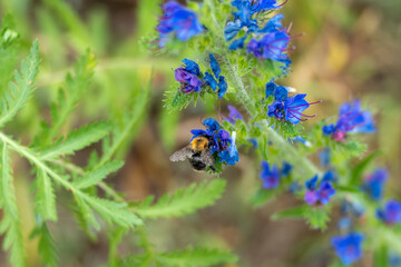 A bumblebee perches on bright blue flowers amidst green leaves. The scene demonstrates the close...
