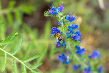 A bumblebee flies from flower to flower, searching for nectar. The blue-violet flowers contrast with the green background.