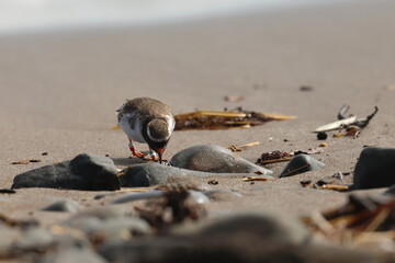 shore plover