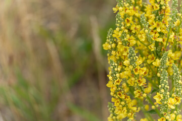 Yellow flowers are in full bloom and form a dense sea of blossoms. The focus is on the open...