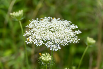 A white umbel bloom unfolds in full splendor. Small insects frolic on the delicate blossom.